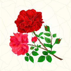 Bouquet of red  and pink roses and rosebuds festive background cracks vintage vector botanical illustration hand draw