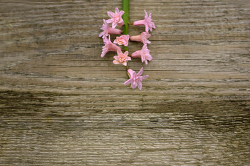  Hyacinth  on a flat wooden background.  Empty space for text.