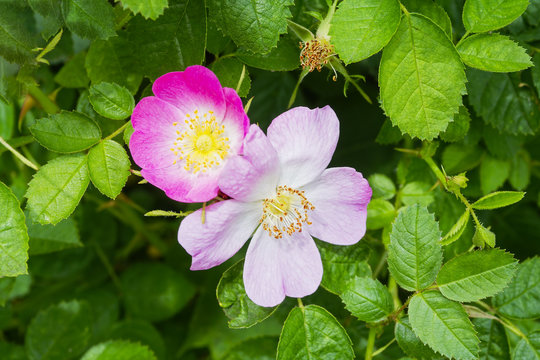 Two pink wild rose flowers growing on a bush in the summer sun.