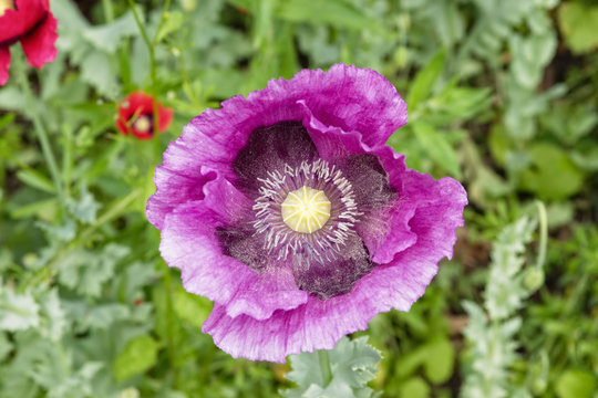 Close up of a Poppy of Troy flower in full bloom growing in a hedgerow.