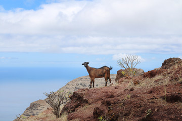 Bergziege Ziege Berge