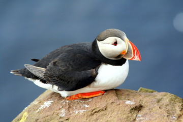 Atlantic puffin in Latrabjarg Cliffs in the Westfjords, Iceland, the westernmost point in Europe