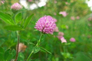 Fototapeta premium Red clover