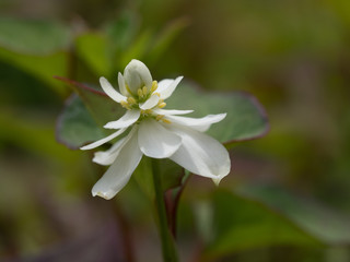 八重咲きのドクダミ
