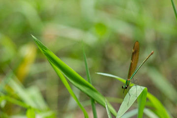 Fototapeta premium green dragonfly on green grass