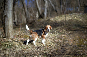 dog beagle play in the meadow forest field
