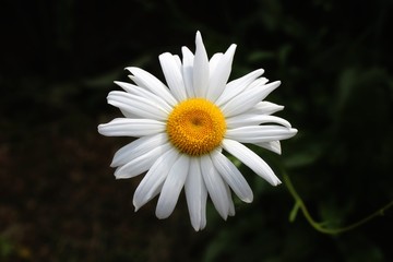 daisy