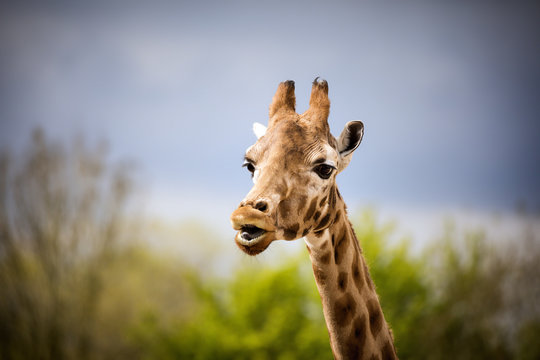 Giraffe portrait with space for text