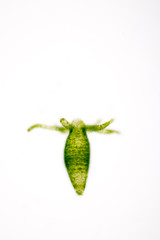 Hydra is a genus of small, fresh-water animals of the phylum Cnidaria and class Hydrozoa under the microscope for education.