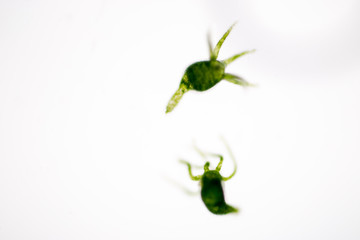 Hydra is a genus of small, fresh-water animals of the phylum Cnidaria and class Hydrozoa under the microscope for education.