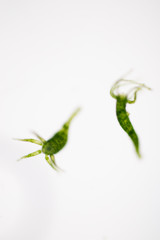 Hydra is a genus of small, fresh-water animals of the phylum Cnidaria and class Hydrozoa under the microscope for education.