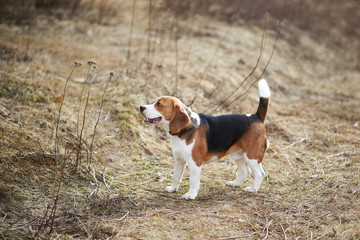 dog beagle play in the meadow forest field