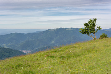 French countryside - Vosges. Isolated tree in the foreground with valley of the Vosges in the background.