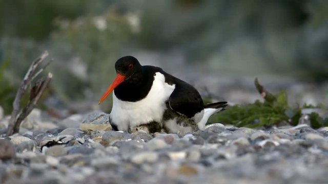 Austernfischer mit K&uuml;ken auf seinem Gelege am Strand