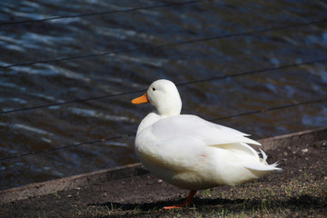 weiße Ente vorm Teich