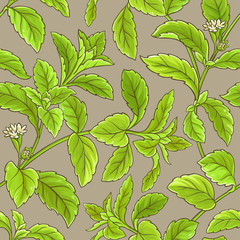 Fototapeta premium stevia vector pattern