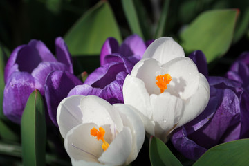 lila weiße Krokusse - Blüten