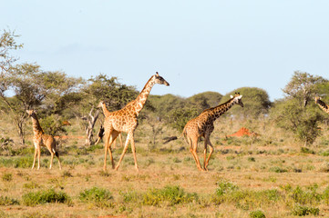 Naklejka na ściany i meble Giraffes in West Tsavo Park in Central Kenya