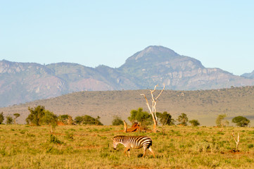 View of the Tsavo East savannah