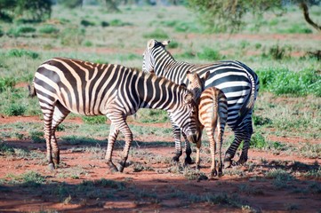 Fototapeta na wymiar Three Zebras in West Tsavo Park in Central Kenya