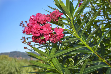 Beautiful pink oleander against the blue sky