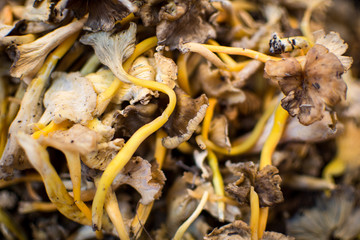 Pile of Dried Shiitake Mushrooms Close Up Background. Healthy Eating.