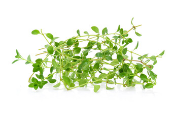 lemon thyme isolated on white background