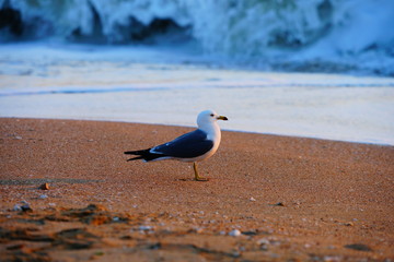 야생 갈매기 (seagull)
