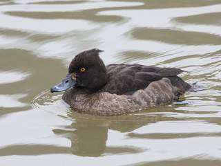 Tufted duck freezing on river with bright reflections, side view. Bird in wildlife.