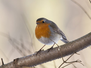European robin sitting on branch and looking with curiosity. Beautiful and cute little bird with orange chest. Bird in wildlife.