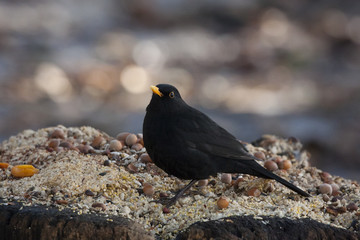 Common blackbird sitting on stump with food. Beautiful black thrush. Bird in wildlife.