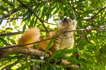Lemur in Nosy Be, Madagascar