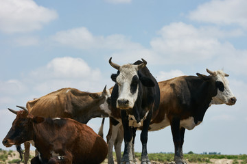 Three colorful cows in a field with one sitting down. Cows on summer pasture