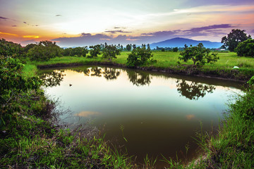 Naklejka na ściany i meble Landscape of fish pond with longan tree at evening time