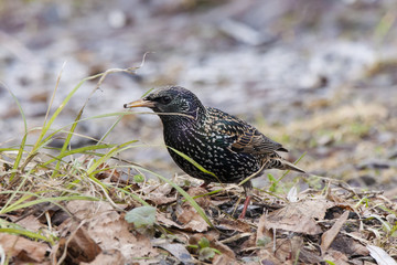 Common starling on ground. Beautiful spotted song bird. Bird in wildlife.