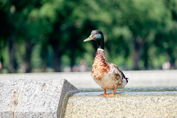 Mallard Duck on a Fountain