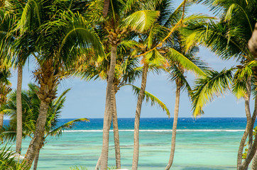 Fototapeta na wymiar Palme e mare sullo sfondo, relax e vacanze, turismo esotico, tropici. Isola tropicale