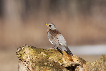 Fieldfare sitting on stump in early spring. Beautiful, insolent common thrush with blurred background. Bird in wildlife.