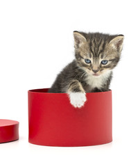 little kitten inside a red gift box