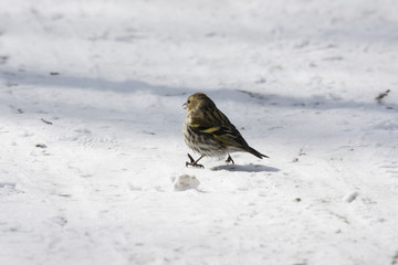 Eurasian siskin female walking on snow alone. Cute little lonely bird arounded by cold and emptyness. Bird in wildlife.