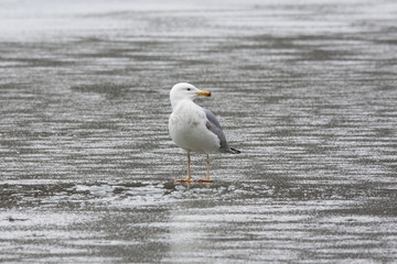 Caspian gull standing alone on thin ice. Bird in wildlife.