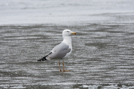 Caspian gull standing alone on thin ice. Bird in wildlife.