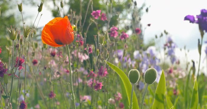 Poppy and other flowers grows in a garden