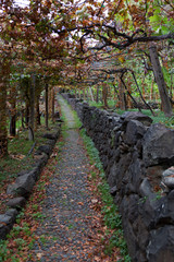 Madeira vineyard