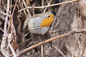European robin sitting on branch and doing morning exercise. Beautiful and cute little fluffy bird with orange chest. Bird in wildlife.