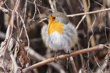 European robin sitting on branch and looking with curiosity. Beautiful and cute little fluffy bird with orange chest. Bird in wildlife.