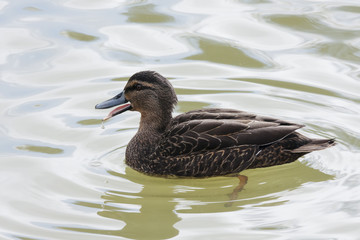 Female dark mallard duck swimming and drinking water from river. Bird in wildlife.