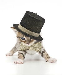 glamorous kitten with cylinder and bow