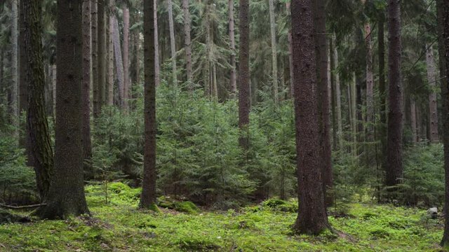 Dark spruce pine forest background, young trees