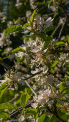 beautiful Apple tree blossoms blooming in summer